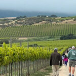 Image for display with article titled CRU Winery to Host Late Summer Hiking Series in Soledad