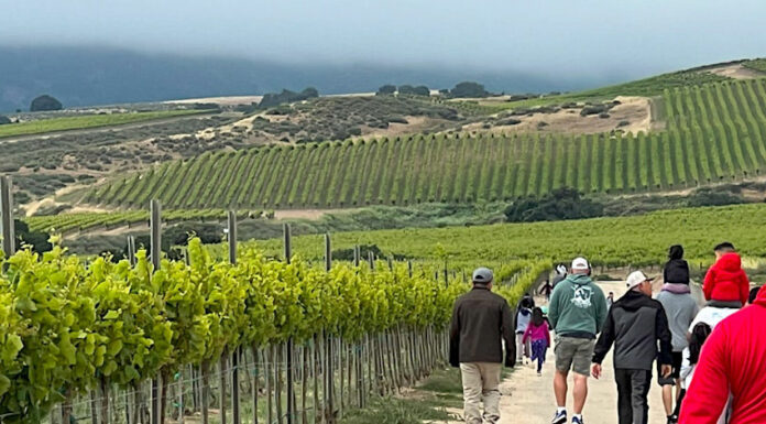 CRU Winery to host late summer hiking series in Soledad Winery vineyard hiking