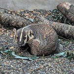 Image for display with article titled SPCA Wildlife Center rescues anemic badger in Soledad