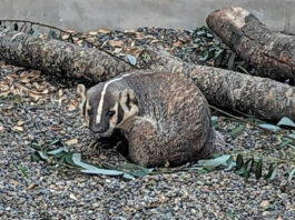 SPCA Wildlife Center rescues anemic badger in Soledad