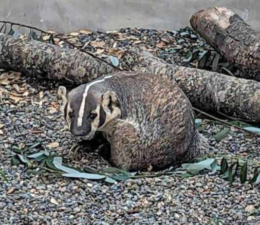 SPCA Wildlife Center rescues anemic badger in Soledad
