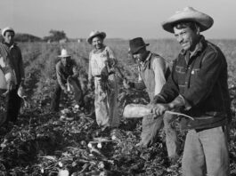 Monterey County supervisors to honor original Bracero workers