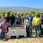 Image for display with article titled 2023 Wine Grape Harvest Begins in Monterey County