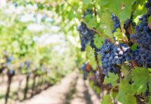 Monterey County supervisors approve winery rules, ask staff to revisit venue-size limits