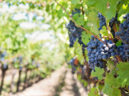 āSip, Savor and Support Wine Trailā fundraiser set for this weekend