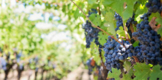 Monterey County supervisors approve winery rules, ask staff to revisit venue-size limits
