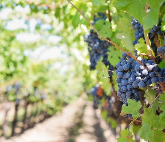 āSip, Savor and Support Wine Trailā fundraiser set for this weekend