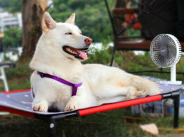 SPCA Monterey County issues hot weather advisory for pets