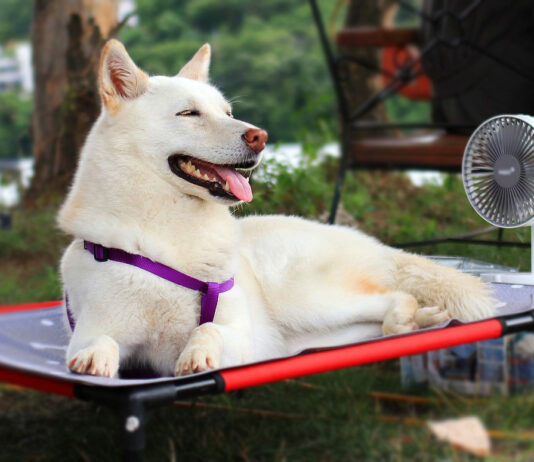 SPCA Monterey County issues hot weather advisory for pets