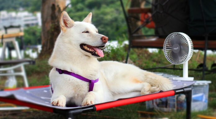 SPCA Monterey County issues hot weather advisory for pets