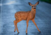 SPCA Monterey County advises caution when driving to avoid deer during mating season