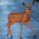 Image for display with article titled SPCA Monterey County advises caution when driving to avoid deer during mating season