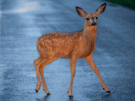 SPCA Monterey County advises caution when driving to avoid deer during mating season