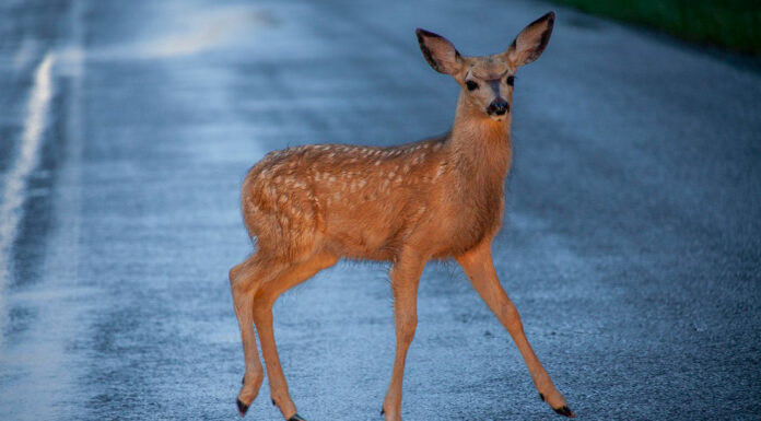 SPCA Monterey County advises caution when driving to avoid deer during mating season