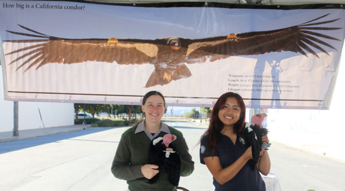 Pinnacles celebrates 10th anniversary as national park