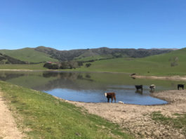 California family secures 140-year ranching legacy by conserving their ranch near Gabilan Range Silacci Ranch
