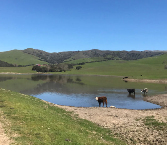 California family secures 140-year ranching legacy by conserving their ranch near Gabilan Range Silacci Ranch