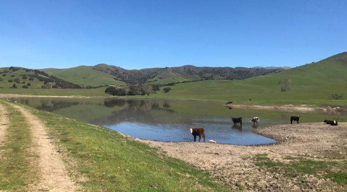 California family secures 140-year ranching legacy by conserving their ranch near Gabilan Range Silacci Ranch