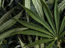 Monterey County looks to eliminate prior cultivation requirement for outdoor cannabis growers Cannabis marijuana