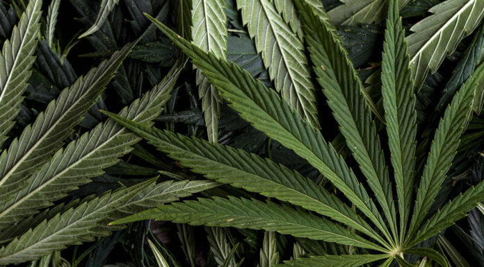 Monterey County looks to eliminate prior cultivation requirement for outdoor cannabis growers Cannabis marijuana