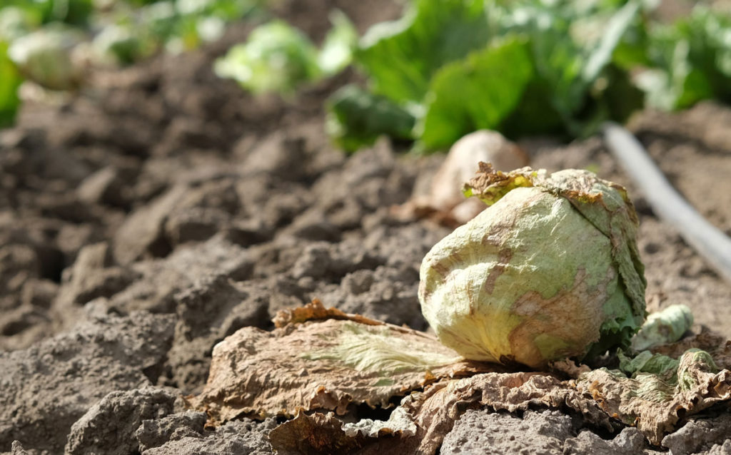 Image for display with article titled Weed control effort seeks to curb virus threat for Salinas Valley’s lettuce