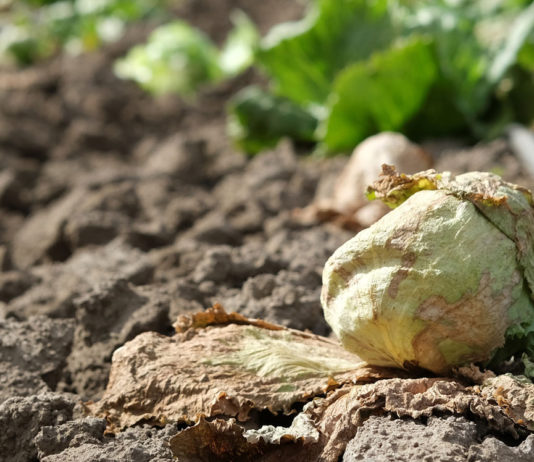 Weed control effort seeks to curb virus threat for Salinas Valleyās lettuce Salinas Valley lettuce