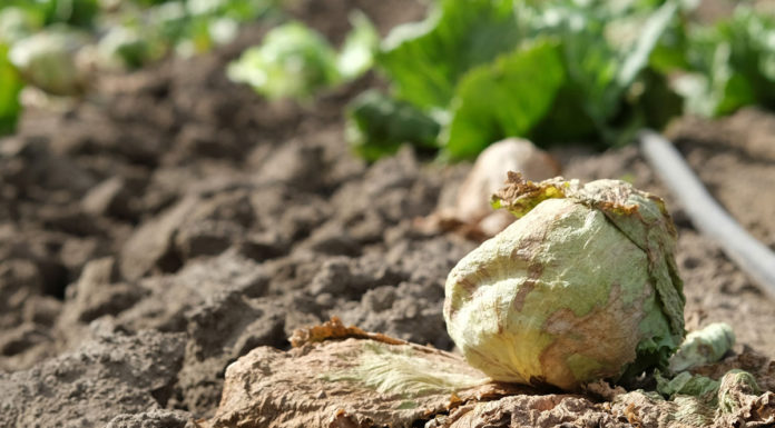 Weed control effort seeks to curb virus threat for Salinas Valleyās lettuce Salinas Valley lettuce