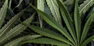 Monterey County Health Department awarded grant for cannabis education Cannabis marijuana