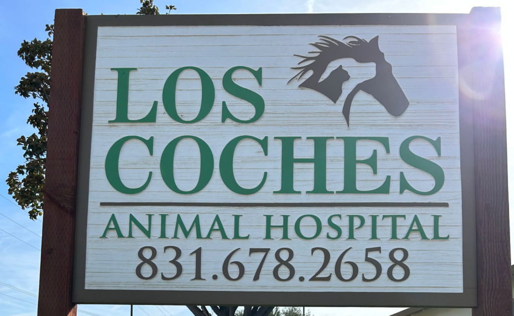 Image for display with article titled Los Coches Animal Hospital in Soledad Announces Closure