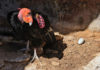 Condors lay first egg of year at Pinnacles National Park Pinnacles National Park condor egg