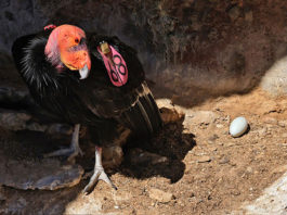 Condors lay first egg of year at Pinnacles National Park Pinnacles National Park condor egg