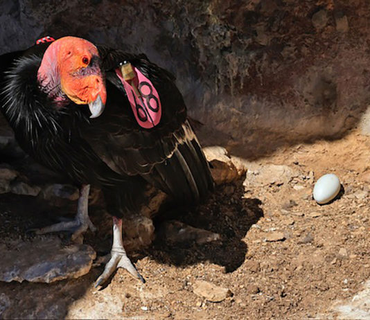 Condors lay first egg of year at Pinnacles National Park Pinnacles National Park condor egg