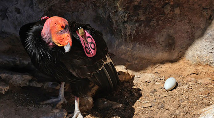 Condors lay first egg of year at Pinnacles National Park Pinnacles National Park condor egg