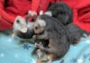 SPCA Monterey County seeks help saving opossum babies SPCA opossum babies