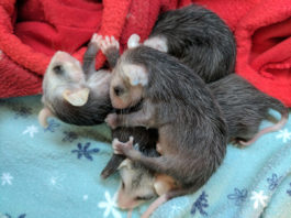 SPCA Monterey County seeks help saving opossum babies SPCA opossum babies