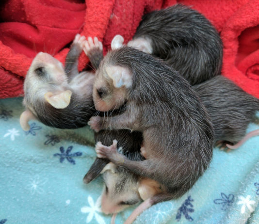 SPCA Monterey County seeks help saving opossum babies SPCA opossum babies