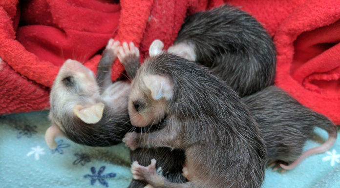 SPCA Monterey County seeks help saving opossum babies SPCA opossum babies
