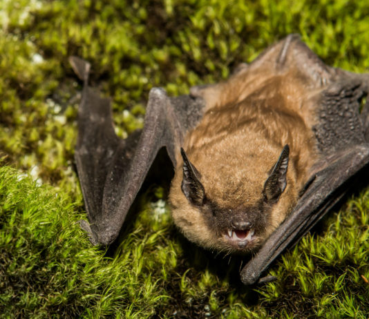Bat tests positive for rabies in Toro Park Bat