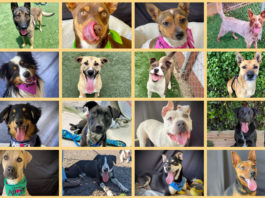 Hitchcock Road Animal Services joins statewide Adopt-a-Pet Day on Saturday HRAS dogs adoption