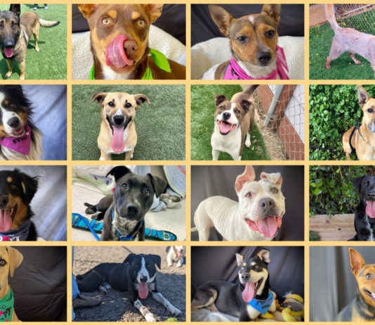 Hitchcock Road Animal Services joins statewide Adopt-a-Pet Day on Saturday HRAS dogs adoption