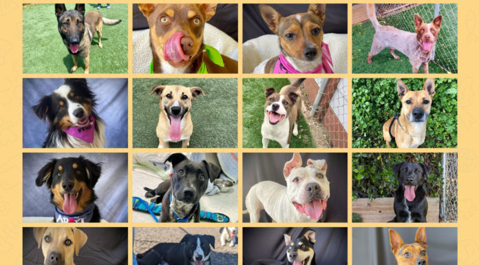 Hitchcock Road Animal Services joins statewide Adopt-a-Pet Day on Saturday HRAS dogs adoption