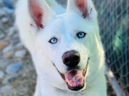 SPCA Monterey County hosts āSpring Into Loveā adoption event May 3-5 SPCA Monterey County