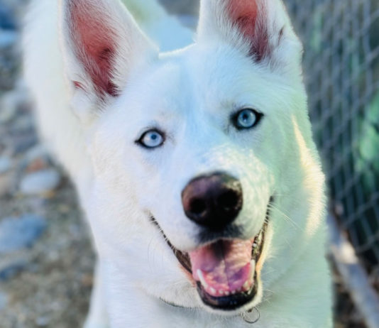 SPCA Monterey County hosts āSpring Into Loveā adoption event May 3-5 SPCA Monterey County