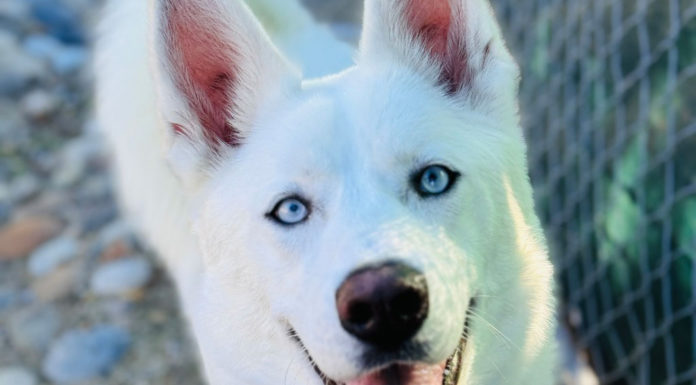 SPCA Monterey County hosts āSpring Into Loveā adoption event May 3-5 SPCA Monterey County