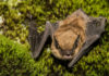 Bat tests positive for rabies in Cachagua area of unincorporated Monterey County Bat