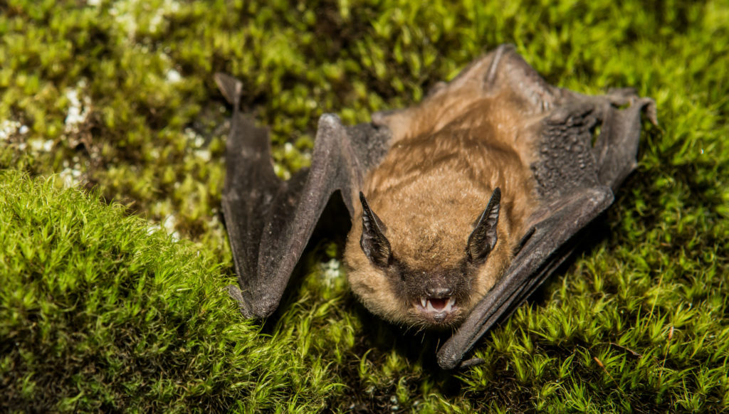 Image for display with article titled Second Bat Tests Positive for Rabies in Toro Park