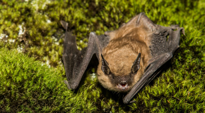 Second bat tests positive for rabies in Toro Park Bat