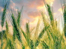 Greenfield company receives $877K for renewable energy production