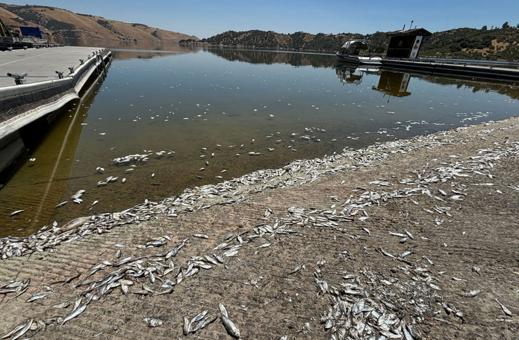 Image for display with article titled Lake San Antonio Reopens After Fish Die-Off Event