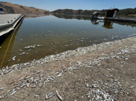 Lake San Antonio reopens after fish die-off event